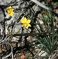 Narcisse d'Asso (Narcissus assoanus).