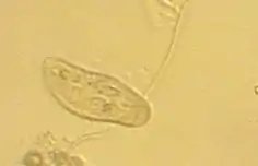 Paramécie (Paramecium sp.).