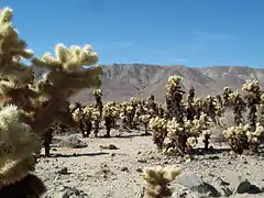 Cholla Cactus Garden