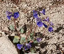 Phacelia campanularia