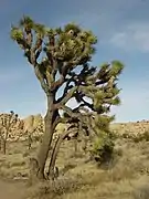 Parc national de Joshua Tree