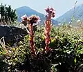 Sempervivum montanum en Vallée d'Aure.-Hautes-Pyrénées.- France.