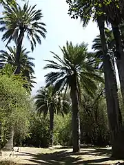 Plusieurs palmiers du Chili très hauts dans un environnement naturel verdoyant. Le sol sans herbe semble jauni.