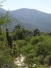 Paysage naturel du Chili avec cocotier du Chili à l'état sauvage.