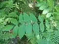 Feuilles de Juglans cinerea