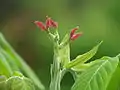 Fleurs femelles de Juglans mandshurica