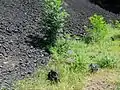 Bombes volcaniques de la Roca Negra, Parc naturel de la zone volcanique de la Garrotxa, Province de Gérone, Catalogne, Espagne.