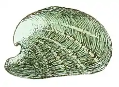 Coquille de Julia borbonica