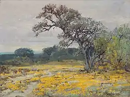 Coreopsis, Near San Antonio, Texas, 1919