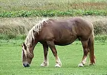 Photo présentant le profil gauche d'un cheval costaud et trapu, de robe alezan crin lavé.