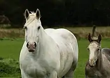 Vue de face d'un cheval blanc et d'un poulain