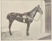photographie ancienne d'un cheval sellé