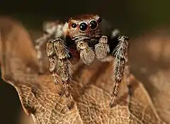 Description de l'image Jumping spider - Evarcha falcata.jpg.