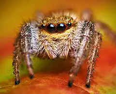 Description de l'image Jumping spider - Marpissa radiata - Photo by Lukas Jonaitis.jpg.