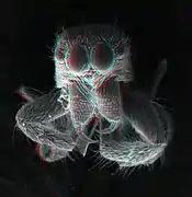 Vue 3D des chélicères d'une araignée sauteuse après retrait des pédipalpes qui les cachaient en partie.