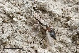 Le camouflage permet aux prédateurs de capturer leurs proies, comme ici une araignée sauteuse du genre Menemerus.