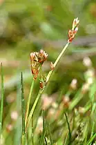 Jonc rude(Juncus squarrosus)