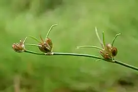 Vue d'une plante et de ses fleurs