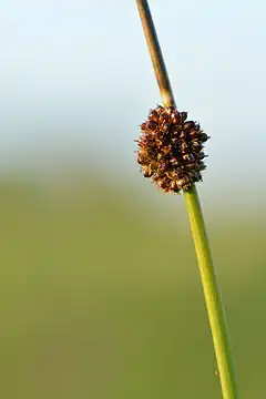 Description de l'image Juncus conglomeratus - keraluga Keilas.jpg.