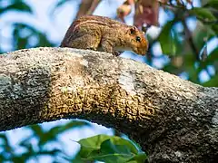 Description de l'image Jungle Striped Squirrel - Funambulus tristriatus.jpg.