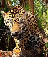 Un jeune jaguar (Panthera onca). Présent dans le parc et diverses autres régions du nord-est argentin, il est désormais protégé.
