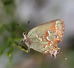 Description de l'image Juniper Hairstreak, Megan McCarty105.jpg.