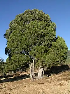 Genévrier thurifère