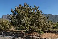 Description de l'image Juniperus cedrus - Jardín Botánico del Centro de Visitantes - El Paso - La Palma.jpg.