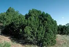 Description de l'image Juniperus monosperma UGA.jpg.