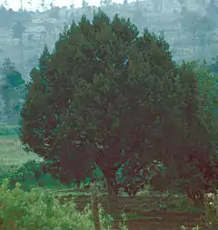 Description de l'image Juniperus procera Kenya1.jpg.
