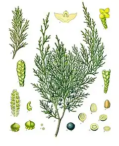 Description de l'image Juniperus_sabina_-_Köhler–s_Medizinal-Pflanzen-212.jpg.