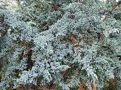 Description de l'image Juniperus squamata0.jpg.