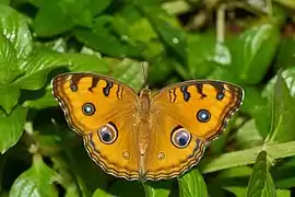 Description de l'image Junonia almana-Kadavoor-2016-07-11-002.jpg.