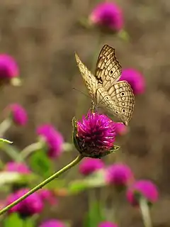 Description de l'image Junonia atlites on gomphrena.jpg.