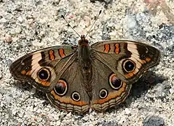 Junonia coenia