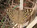 Junonia lemonias