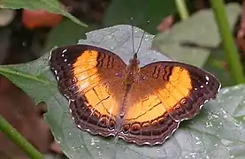 Junonia terea