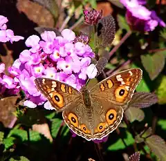 Description de l'image Junonia villida01.jpg.