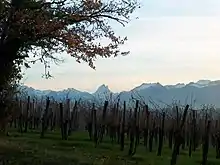 Vignes de jurançon en hiver face aux Pyrénées : en plein centre de l'image, le pic du Midi d'Ossau.