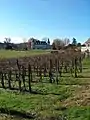 Rangs de vigne parallèles à la pente devant le château des Tourelles.