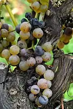 Grappe de petit manseng en surmaturité (novembre), près de Jurançon, dans le Sud-Ouest.