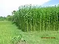 Plantation de jute au Bengladesh (principal exportateur mondial).