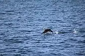 un oiseau marron et blanc bat des ailes et court sur l'eau