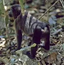Un macaque juvénile en milieu naturel.