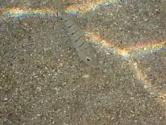 Marbré juvénile cherchant sa nourriture dans le sable