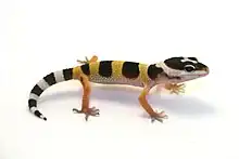 Petit lézard bandé de jaune et de noir, vu de côté, sur fond blanc.