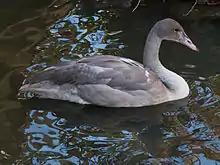 Un jeune cygne à cou blanc