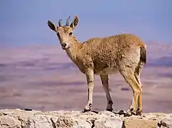 Un jeune sur un mur à Makhtesh Ramon.