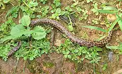 Description de l'image Juvenile Whitaker's Boa in Pilerne, Goa (1).JPG.