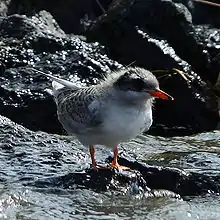 photographie d'une jeune Sterne, on remarque le plumage gris du dos